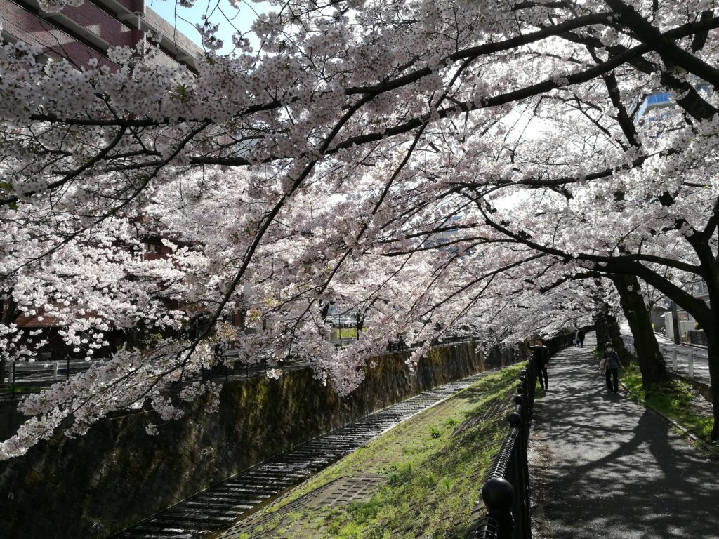 HUAWEI P9で撮った桜