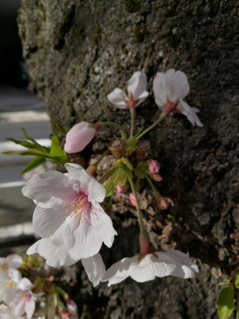 HUAWEI P9で撮った桜2