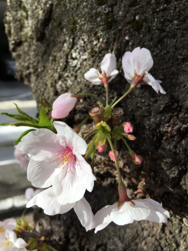 iPhone6ｓで撮った桜